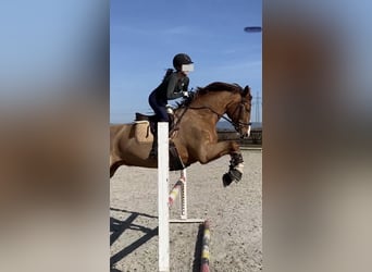 Oldenburger, Ruin, 14 Jaar, 171 cm, Donkere-vos