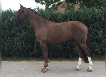 Oldenburger, Ruin, 14 Jaar, 171 cm, Donkere-vos