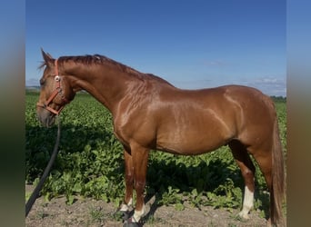 Oldenburger, Ruin, 14 Jaar, 172 cm, Vos