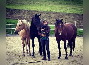 Oldenburger, Ruin, 14 Jaar, 174 cm, Bruin