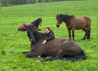 Oldenburger, Ruin, 14 Jaar, 174 cm, Bruin
