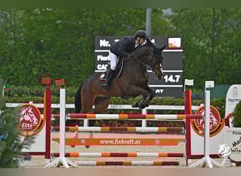 Oldenburger, Ruin, 14 Jaar, 177 cm, Bruin