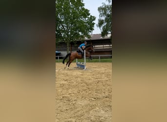 Oldenburger, Ruin, 15 Jaar, 172 cm, Bruin
