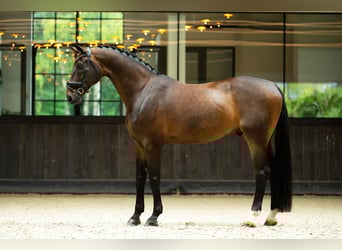 Oldenburger, Ruin, 15 Jaar, 176 cm, Donkerbruin