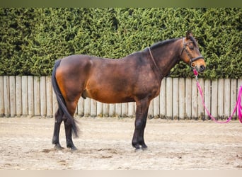 Oldenburger, Ruin, 16 Jaar, 166 cm, Bruin