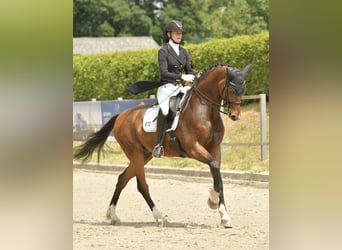 Oldenburger, Ruin, 16 Jaar, 168 cm, Bruin