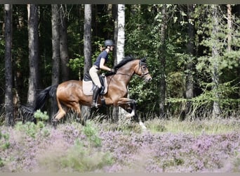 Oldenburger, Ruin, 16 Jaar, 168 cm, Bruin
