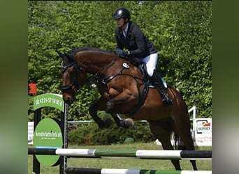 Oldenburger, Ruin, 16 Jaar, 170 cm, Bruin