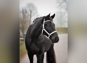 Oldenburger, Ruin, 16 Jaar, 172 cm, Zwart