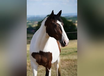 Oldenburger, Ruin, 16 Jaar, 174 cm, Gevlekt-paard