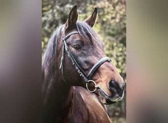 Oldenburger, Ruin, 17 Jaar, 164 cm, Bruin