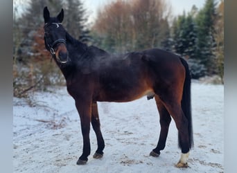 Oldenburger, Ruin, 17 Jaar, 172 cm, Bruin