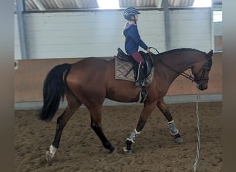 Oldenburger, Ruin, 17 Jaar, 174 cm, Bruin