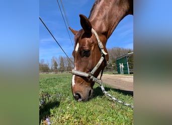 Oldenburger, Ruin, 17 Jaar, 178 cm, Donkere-vos