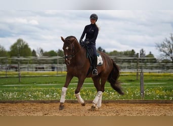 Oldenburger, Ruin, 17 Jaar, 178 cm, Donkere-vos