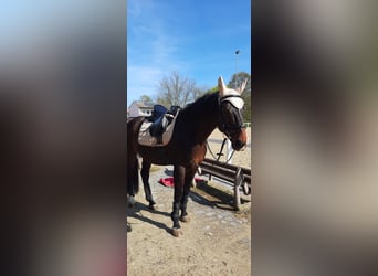 Oldenburger, Ruin, 18 Jaar, 170 cm, Donkerbruin