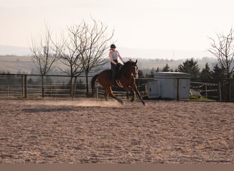 Oldenburger, Ruin, 18 Jaar, 174 cm, Bruin