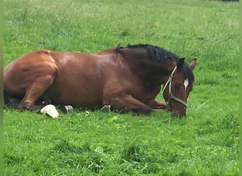 Oldenburger, Ruin, 19 Jaar, 180 cm, Bruin