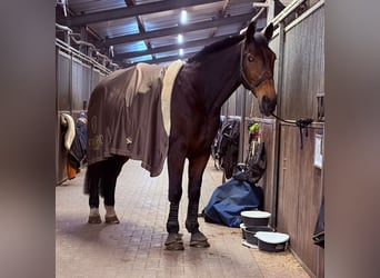 Oldenburger, Ruin, 21 Jaar, 181 cm, Bruin