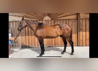 Oldenburger, Ruin, 24 Jaar, 170 cm