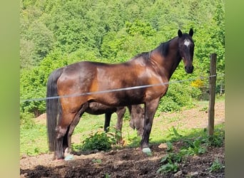 Oldenburger, Ruin, 25 Jaar, 163 cm, Bruin