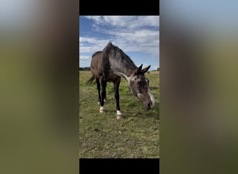 Oldenburger, Ruin, 26 Jaar, 173 cm