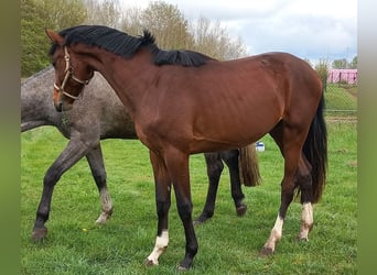 Oldenburger, Ruin, 2 Jaar, 166 cm, Bruin