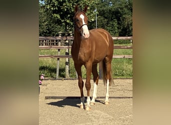 Oldenburger, Ruin, 2 Jaar, 166 cm, Donkere-vos