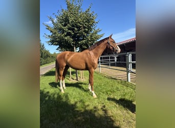 Oldenburger, Ruin, 2 Jaar, 166 cm, Donkere-vos