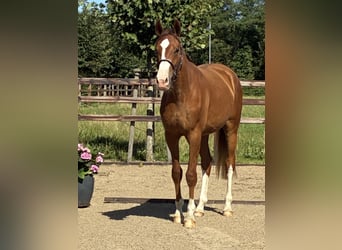 Oldenburger, Ruin, 2 Jaar, 166 cm, Donkere-vos