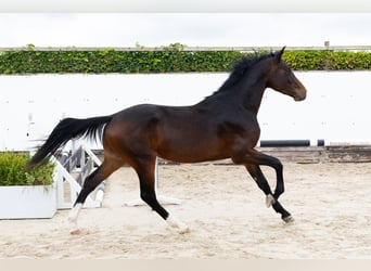 Oldenburger, Ruin, 2 Jaar, 167 cm, Bruin