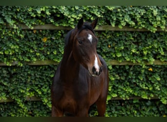 Oldenburger, Ruin, 2 Jaar, 167 cm, Bruin