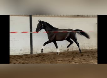 Oldenburger, Ruin, 2 Jaar, 168 cm, Zwart