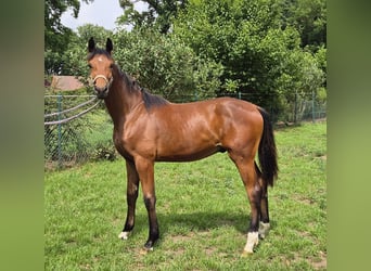 Oldenburger, Ruin, 2 Jaar, 169 cm, Donkerbruin