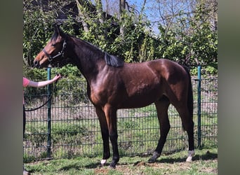 Oldenburger, Ruin, 2 Jaar, 169 cm, Donkerbruin