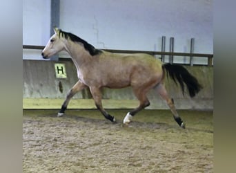 Oldenburger, Ruin, 2 Jaar, 170 cm, Buckskin