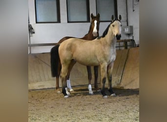 Oldenburger, Ruin, 2 Jaar, 170 cm, Buckskin