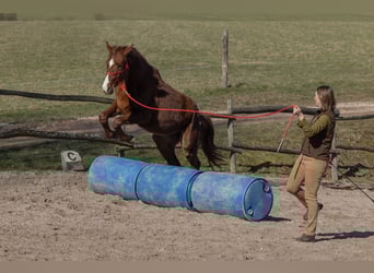 Oldenburger, Ruin, 2 Jaar, 175 cm, Donkere-vos