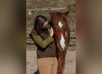Oldenburger, Ruin, 2 Jaar, 175 cm, Donkere-vos