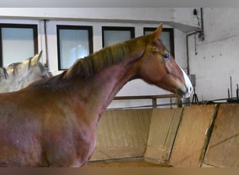 Oldenburger, Ruin, 2 Jaar, 175 cm, Vos