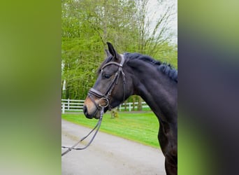 Oldenburger, Ruin, 3 Jaar, 158 cm, Bruin