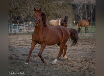 Oldenburger, Ruin, 3 Jaar, 160 cm, Vos