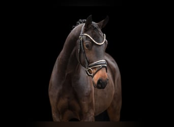 Oldenburger, Ruin, 3 Jaar, 163 cm, Zwartbruin