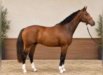 Oldenburger, Ruin, 3 Jaar, 164 cm, Bruin