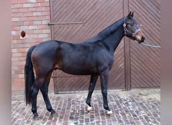 Oldenburger, Ruin, 3 Jaar, 164 cm, Donkerbruin