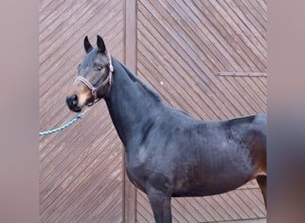 Oldenburger, Ruin, 3 Jaar, 164 cm, Donkerbruin