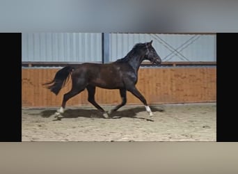 Oldenburger, Ruin, 3 Jaar, 164 cm, Donkere-vos