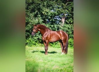 Oldenburger, Ruin, 3 Jaar, 165 cm, Donkere-vos