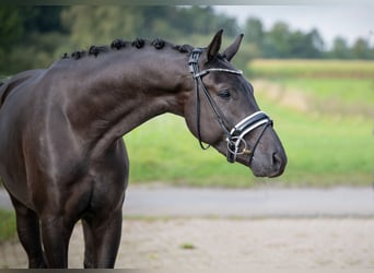Oldenburger, Ruin, 3 Jaar, 165 cm, Zwart