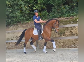 Oldenburger, Ruin, 3 Jaar, 166 cm, Bruin